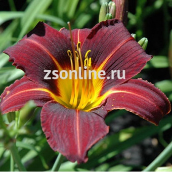 Изображение загружено обработкой по данным файла Excel