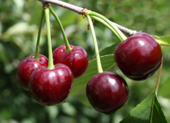 vishnya_zhukovskaya.jpg.crop_display