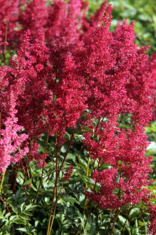 Астильба японская Монтгомери