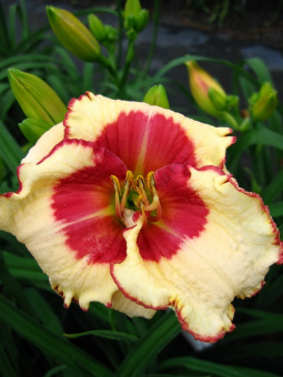products-Hemerocallis-Ageless-Beauty-small