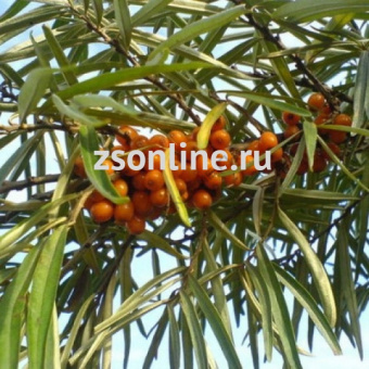 Изображение загружено обработкой по данным файла Excel