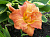 Лилейник гибридный Даблишес (оранжево-красный,махровый,крупный,1шт,I)