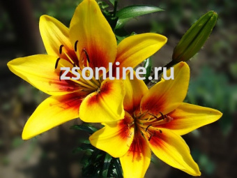 Изображение загружено обработкой по данным файла Excel