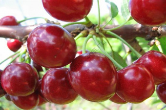 Вишня Превосходная Веньяминова (дюк)