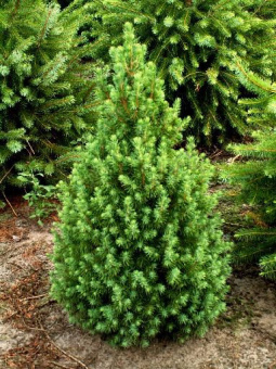 Ель сизая Коника, Picea glauca, в горшке 2л, 30-40 см