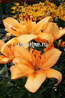 Изображение загружено обработкой по данным файла Excel