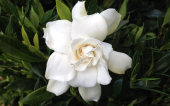 Гардения жасминовидная Радиканс