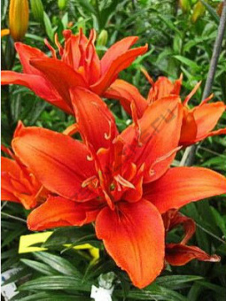 Лилия Азиатская махровая Фанни Твин