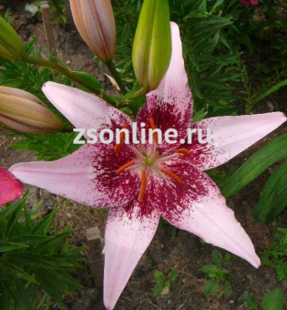 Изображение загружено обработкой по данным файла Excel