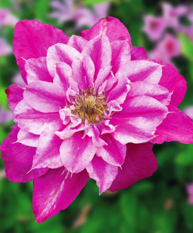 91b984cedb2ad6c8fb8e20758cdeeebf