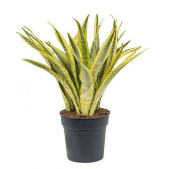 Сансевиерия аубрутиана D14см H50см