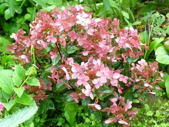 Гортензия метельчатая `Полестар`, Hydrangea paniculata `Polestar`  (C 5, 30-40, V)
