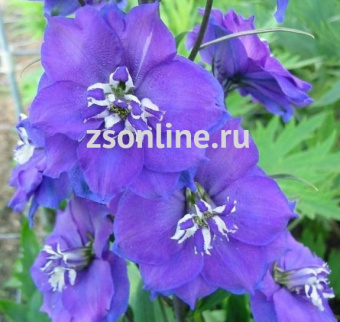 Изображение загружено обработкой по данным файла Excel