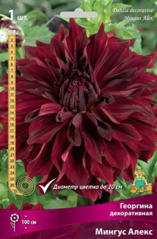 Георгин декоративный Мингус Алекс, насыщенно-бордовый, 1 шт