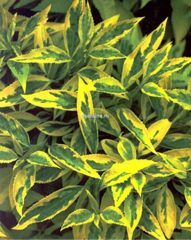 Изображение загружено обработкой по данным файла Excel