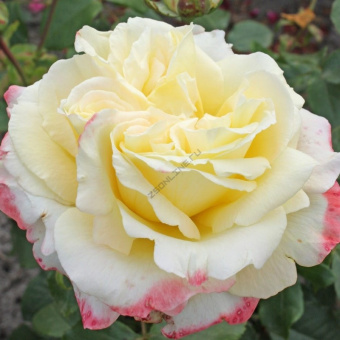 Роза чайно-гибридная Атена, 3,5 л