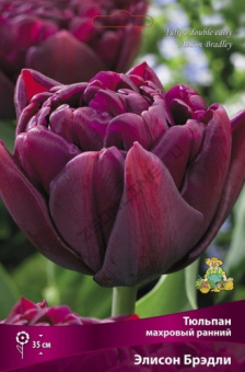 Тюльпан махровый ранний Элисон Брэдли 11-12/К 7шт