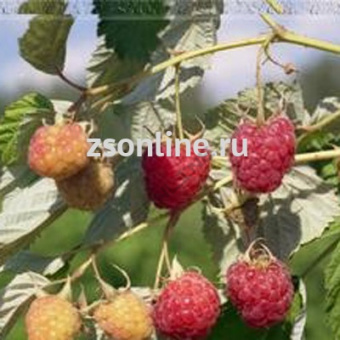 Изображение загружено обработкой по данным файла Excel