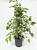 Фикус Бенджамина D17см H70см