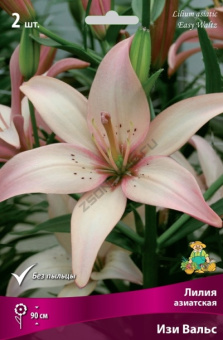 Лилия Азиатская Изи Вальс 14-16/К 2шт