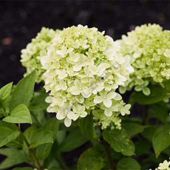 Гортензия  в асс. V 4 л