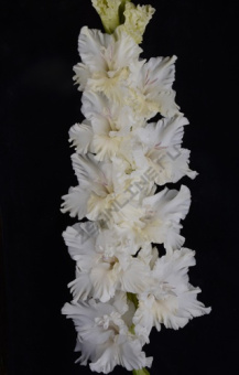 7dxk3kpgqotwvrlf07eymwos0w2n07ug