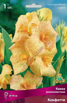 Канна зеленолистная Конфетти/К