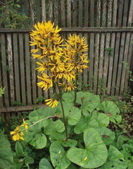 Бузульник зубчатый Хессей