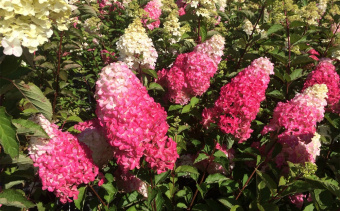 НоменклатураПрисоединенныеФайлы