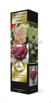 Гортензия метельчатая Бонфайр/ЦКорЛюкс