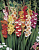 Гладиолус Short Flowering, 71515, 1 шт
