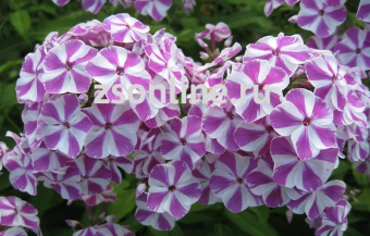 Изображение загружено обработкой по данным файла Excel