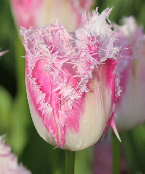 Тюльпан Бахромчатый Даллас, 5 шт