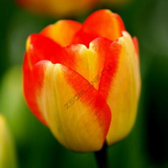 Тюльпан Дарвинов гибрид Американ Дрим, 10 шт