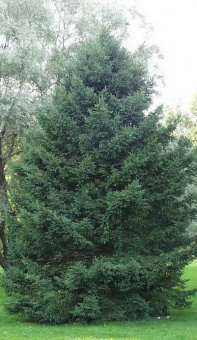 Ель сибирская Picea obovata, в горшке 1л, 45-50 см