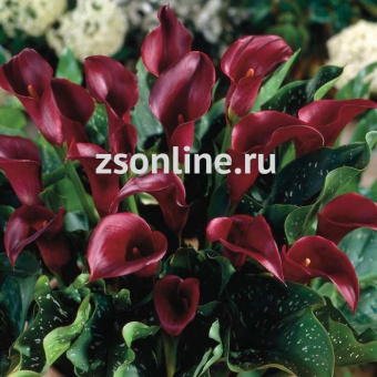 Изображение загружено обработкой по данным файла Excel