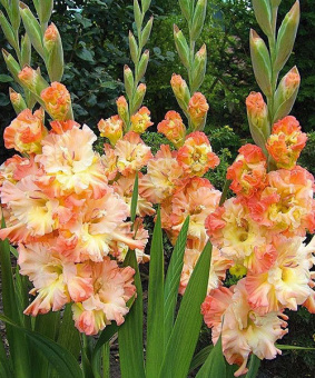 Гладиолус Курск