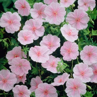 Герань кроваво-красная Стриатум (С2)