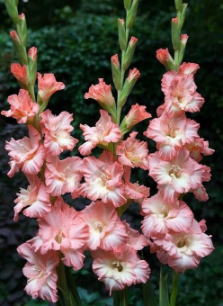 2dbfed53c8689512885b0e7a80cb0029