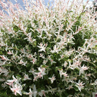 Ива цельнолистная Хакуро-Нишики