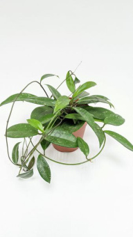 Хойя D12см H15см