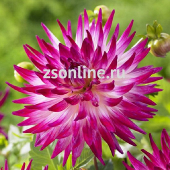 Изображение загружено обработкой по данным файла Excel