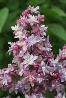 siren_obyknov_federiko_garsia_lorka