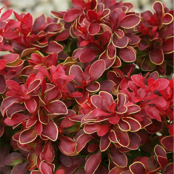 Барбарис Тунберга Адмейриш