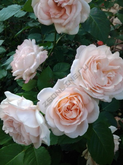 Роза шраб Хелена Ренессанс С12,5