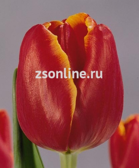 Изображение загружено обработкой по данным файла Excel