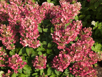 Гортензия метельчатая Мэджикал Флейм