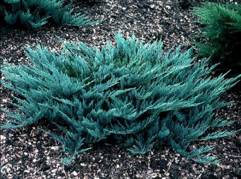 Можжевельник горизонтальный Блю Чип, Juniperus horizontalis, в горшке 2л, 25-30 см