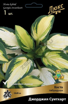 hosta_gibrid_jorgia_svithart_kaper
