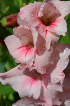 Гладиолус Ольга